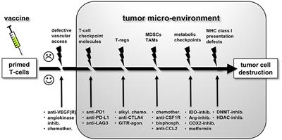 Vaccine Strategies to Improve Anti-cancer Cellular Immune Responses